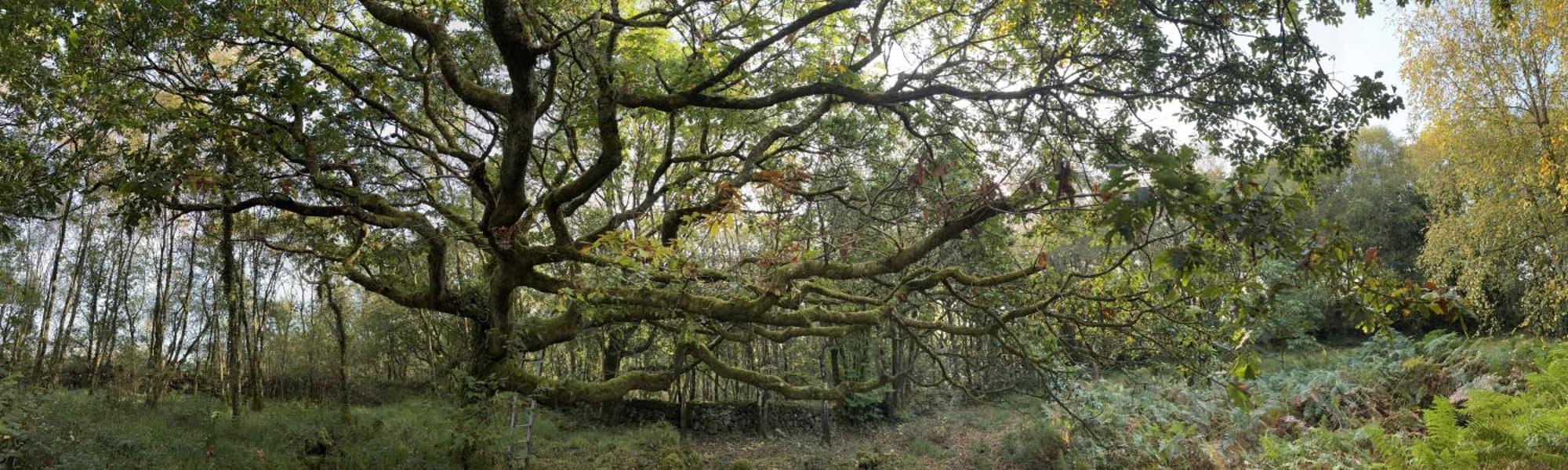 Вилла Sligo Forest Retreat Экстерьер фото